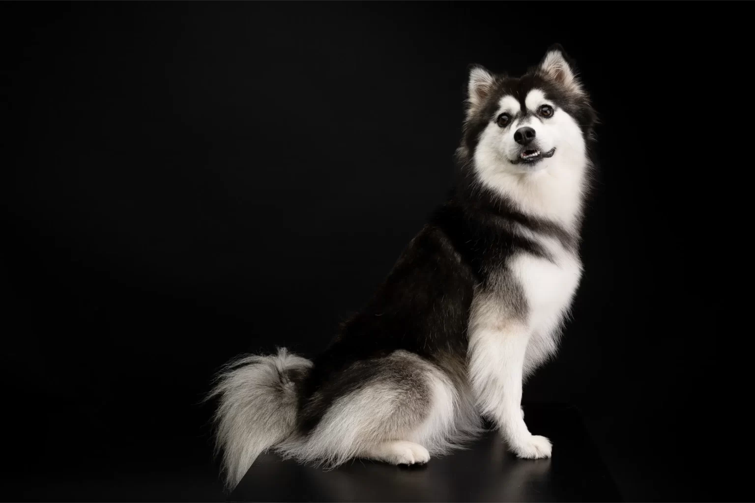 Fluffy black and white Alaskan Malamute dog sitting on a black surface against a black background, looking slightly to the right with its mouth slightly open.