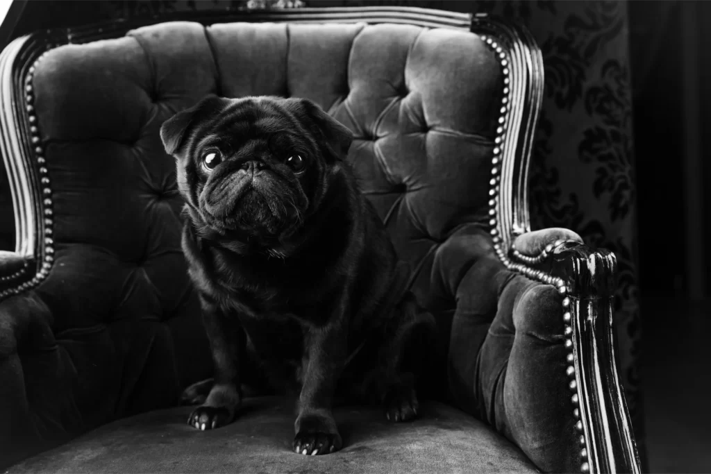Black pug sitting on a tufted armchair with studded trim in a dimly lit setting.
