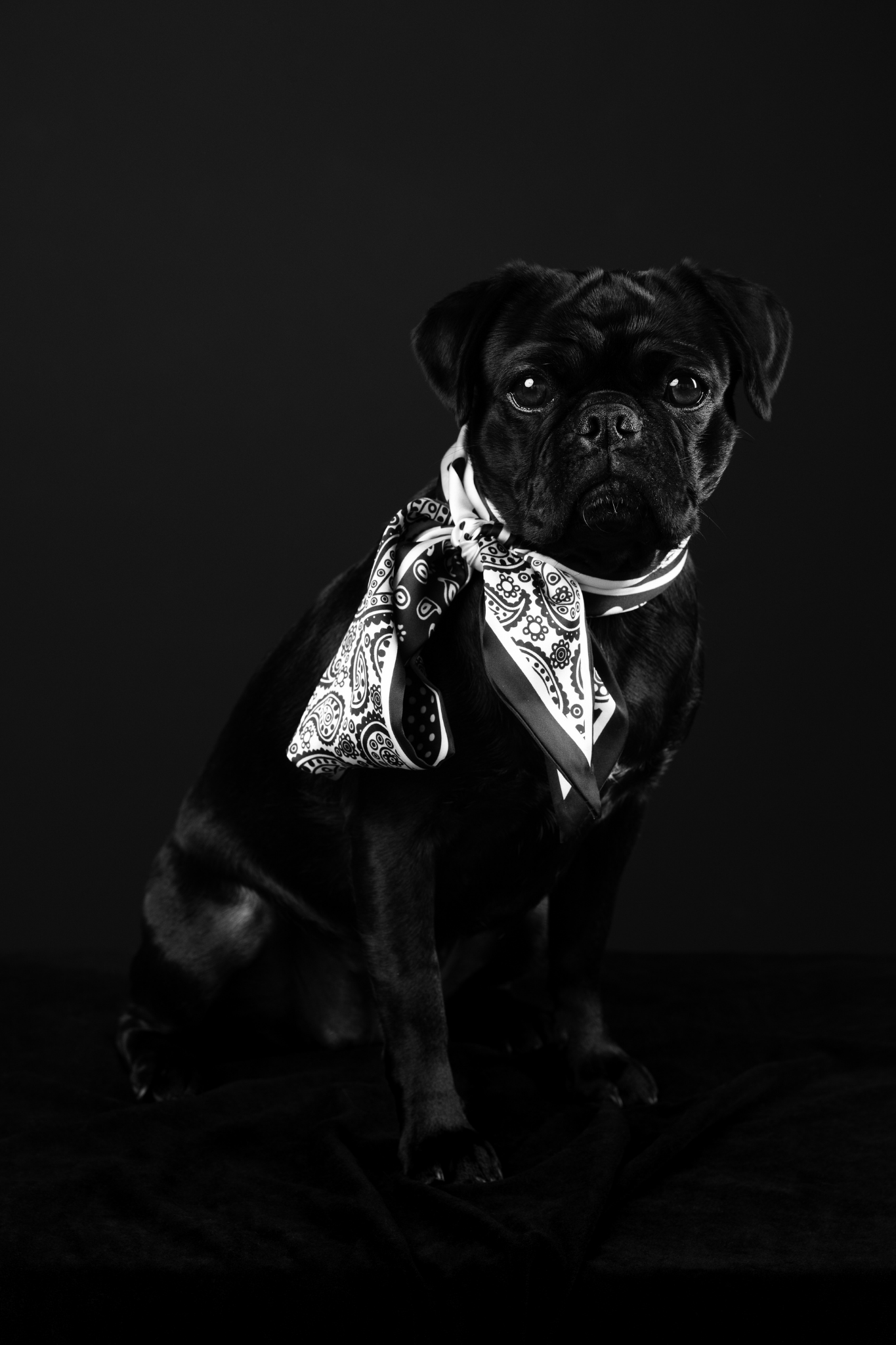 Black pug dog sitting against a dark background, wearing a white and black patterned bandana tied around its neck.